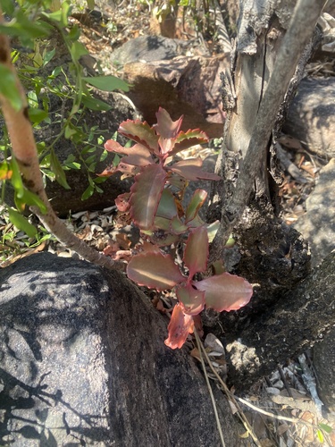 Kalanchoe sexangularis