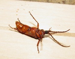 Mysteria cylindripennis