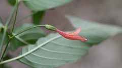 Dicliptera sciadephora