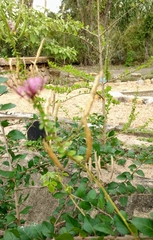 Polanisia dodecandra riograndensis