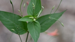 Dicliptera sciadephora