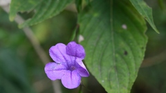 Ruellia breedlovei