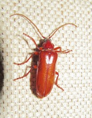 Mysteria cylindripennis