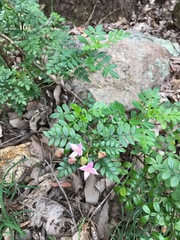 Boronia alata