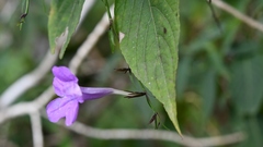 Ruellia breedlovei