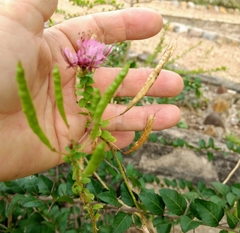 Polanisia dodecandra riograndensis