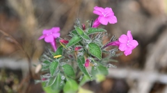 Ruellia inundata