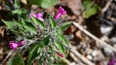 Ruellia inundata