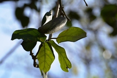 Marsdenia gualanensis