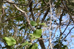 Marsdenia gualanensis