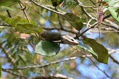 Marsdenia gualanensis