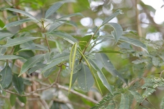 Alstonia scholaris (Alstonia longifolia)