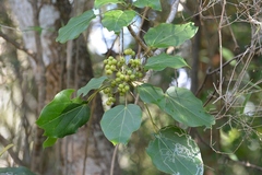 Oreopanax platyphyllus