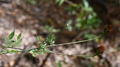 Adenophyllum aurantium