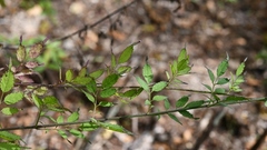 Adenophyllum aurantium