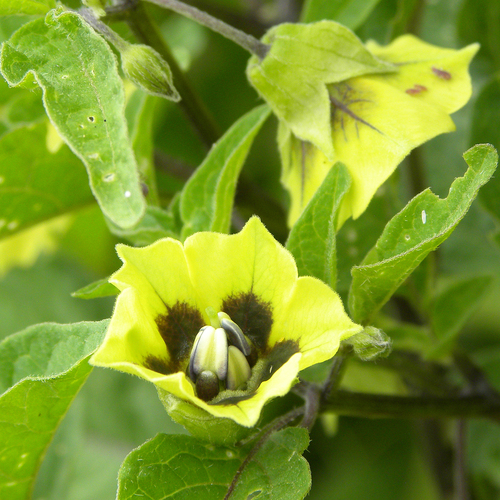 Physalis longifolia iNat (1)
