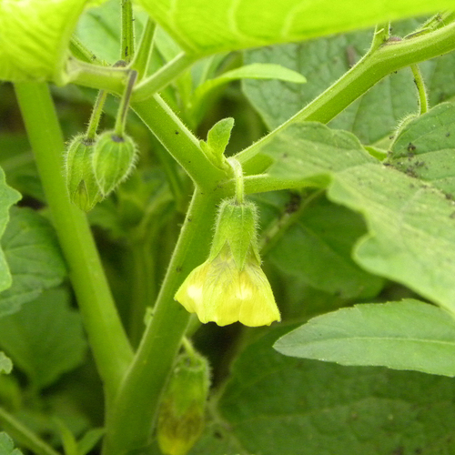 Physalis heterophylla iNat (1)