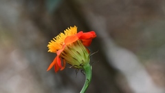 Adenophyllum aurantium