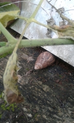 Lissachatina fulica