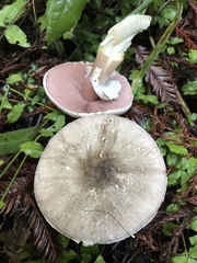 Agaricus