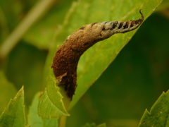 Lepidoptera