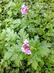 Glandularia polyantha