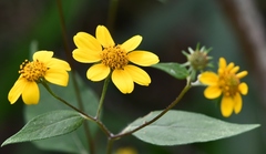 Verbesina hypoglauca