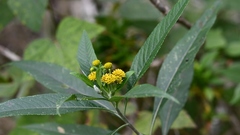 Verbesina hypargyrea