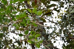 Fridericia chica