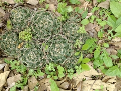 Mammillaria sphaerica