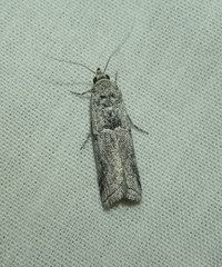 Quasisalebria admixta