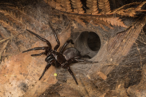 Tunnelweb Spiders (Family Porrhothelidae) · iNaturalist