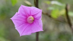 Ipomoea bernoulliana