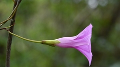 Ipomoea bernoulliana