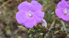 Ipomoea leucotricha
