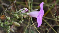 Ipomoea leucotricha