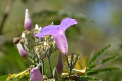 Ipomoea leucotricha