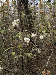 Symphoricarpos albus