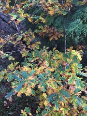 Quercus