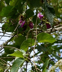 Canavalia oxyphylla