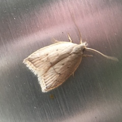 Scythropiodes