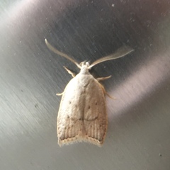 Scythropiodes