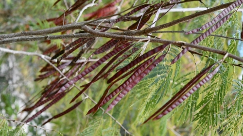 Leucaena collinsii (Leucaena collinsii)