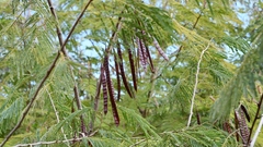 Leucaena collinsii
