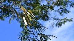 Leucaena diversifolia