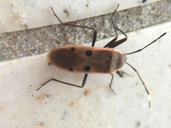 Physopelta quadriguttata