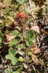 Castilleja hispida hispida