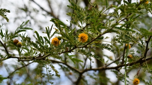 Boat-spine Acacia
