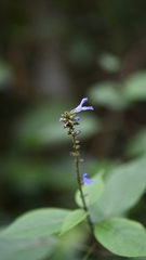 Salvia connivens