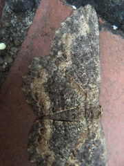 Microcalicha nigrescens